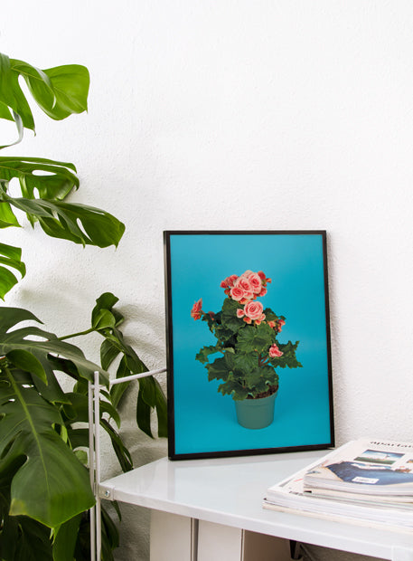 Mexican Begonia Party