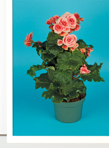 Mexican Begonia Party