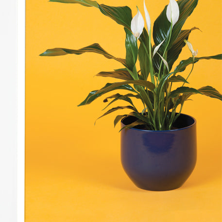 peace lily california Peace Lily Wind – Kentia Store